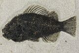 Framed Fossil Fish (Cockerellites) - Wyoming #144129-2